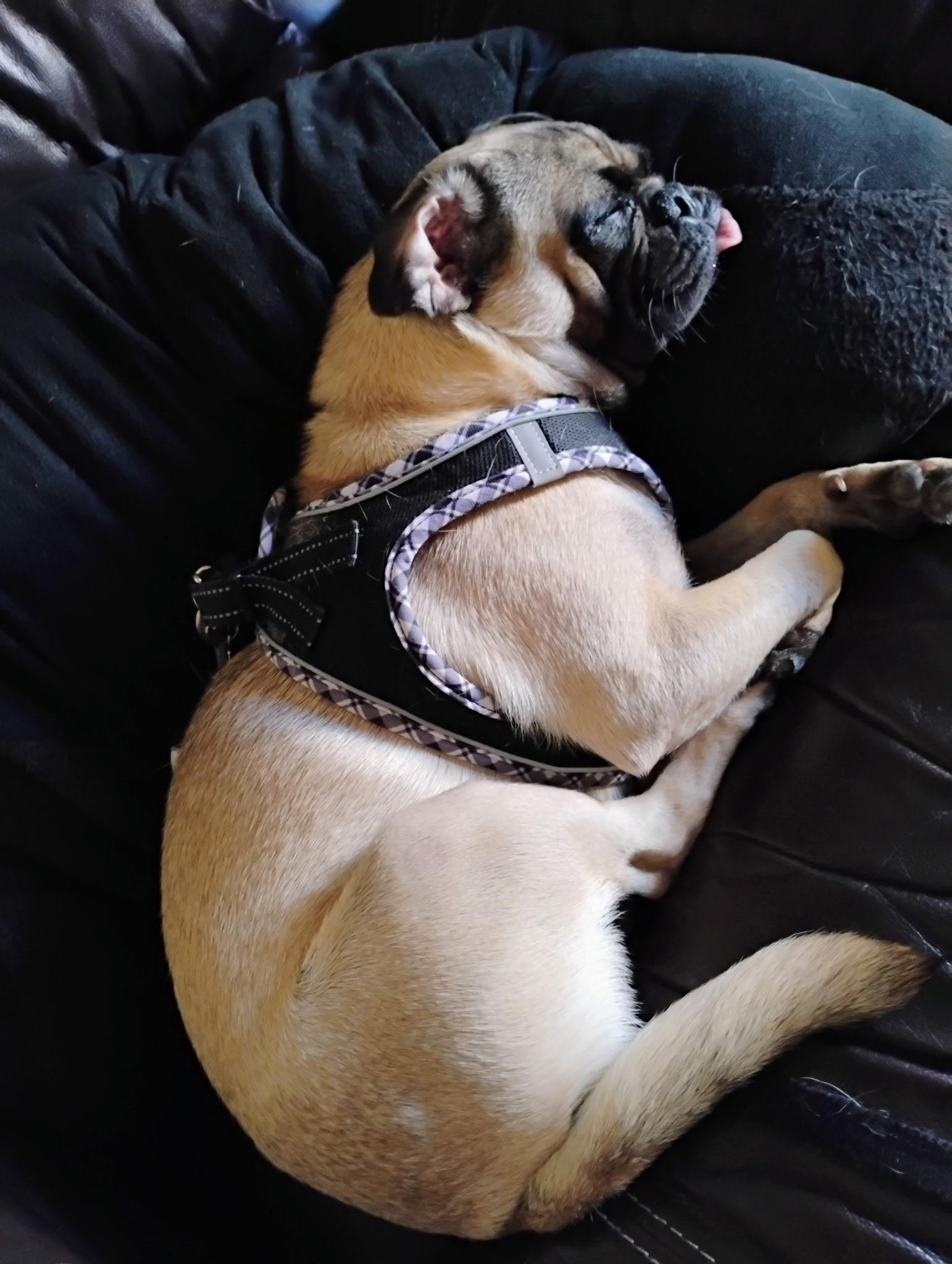 Enlarge Daisy, a Adoptable Pug in Mesa, AZ image 2/2