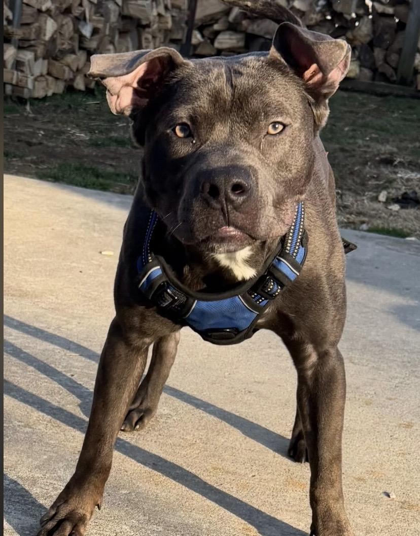Enlarge Hubba Bubba, a ADOPTABLE mixed breed in Philadelphia, PA image 3/6