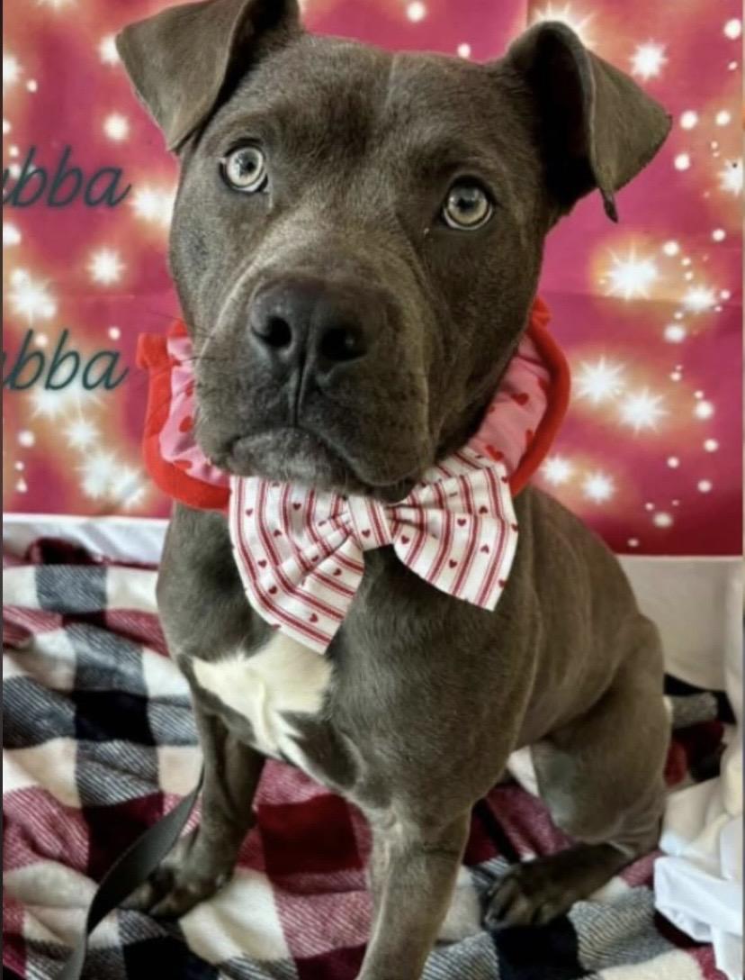 Enlarge Hubba Bubba, a ADOPTABLE mixed breed in Philadelphia, PA image 6/6
