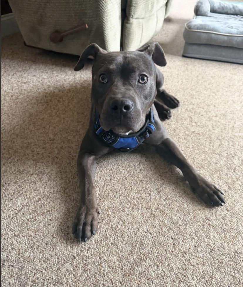 Enlarge Hubba Bubba, a ADOPTABLE mixed breed in Philadelphia, PA image 2/6