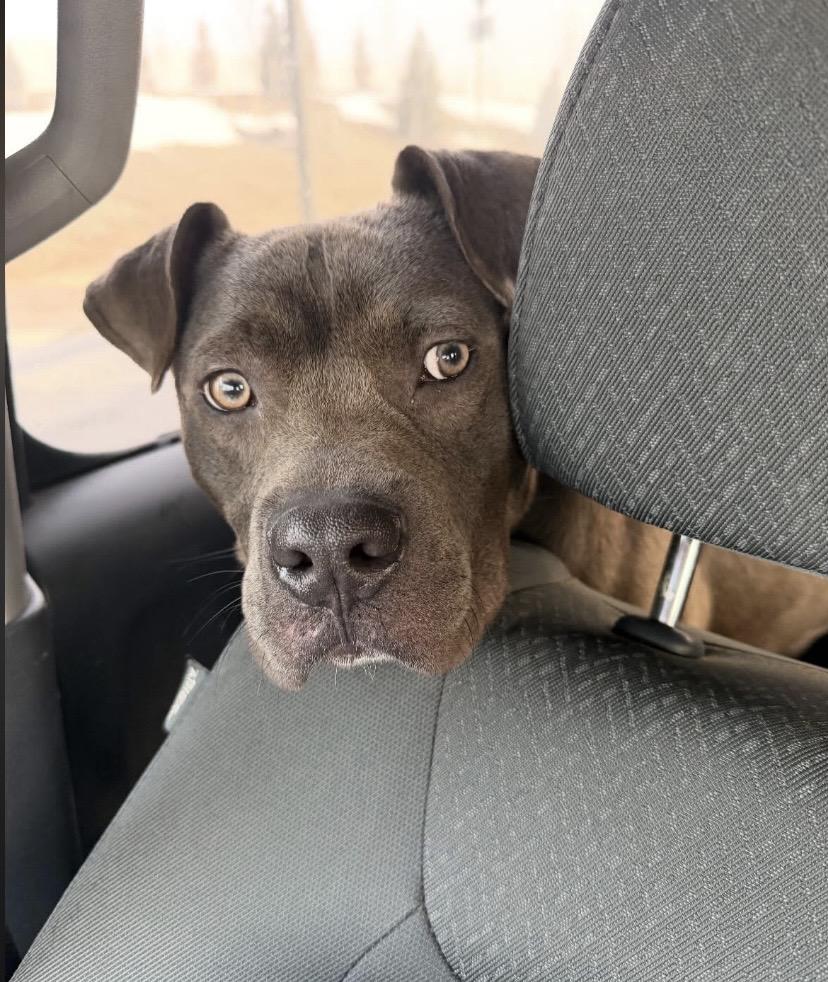 Enlarge Hubba Bubba, a ADOPTABLE mixed breed in Philadelphia, PA image 5/6
