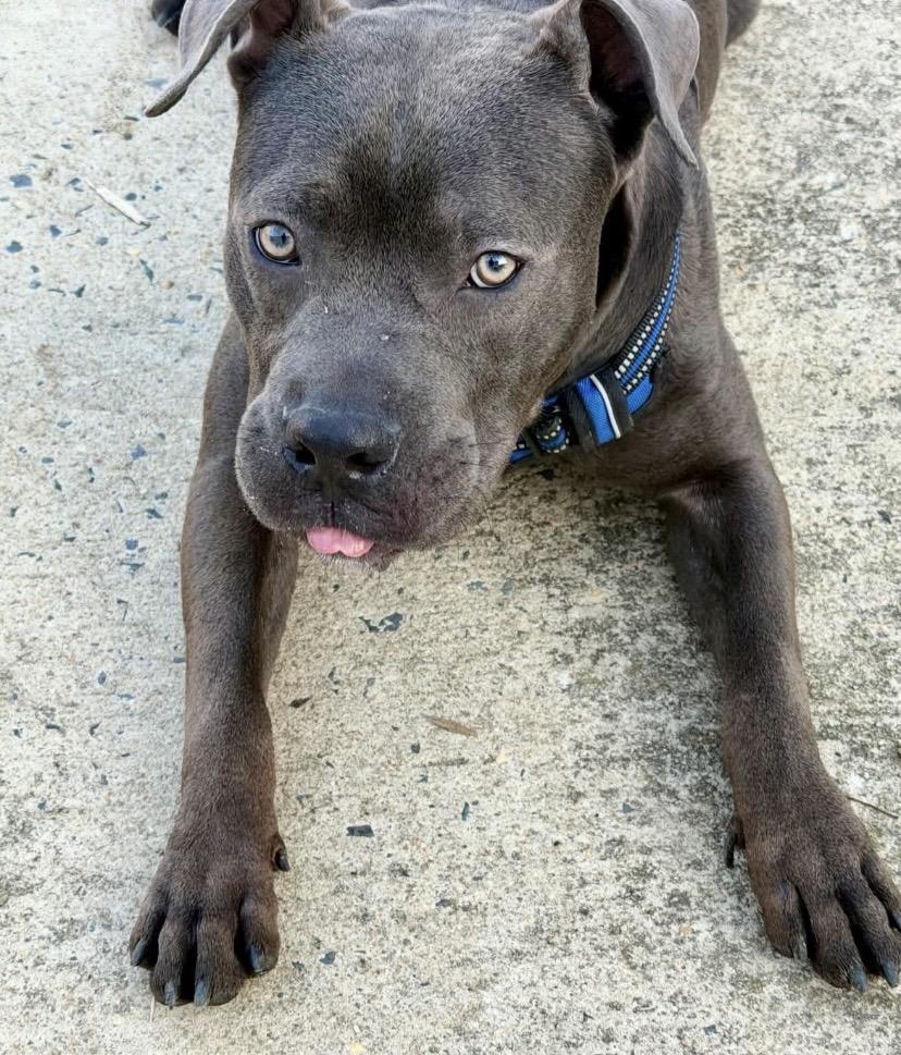 Hubba Bubba, ADOPTABLE, Young Male American Staffordshire Terrier.
