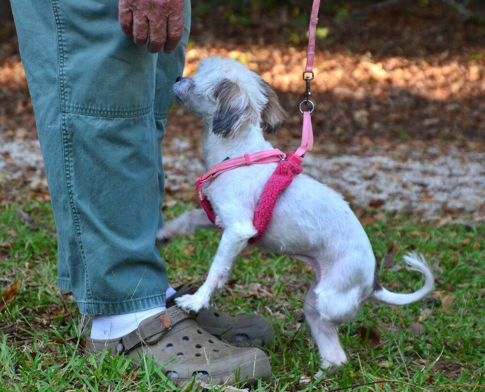 Enlarge Aimee, a Adoptable mixed breed in Willingboro, NJ image 1/6