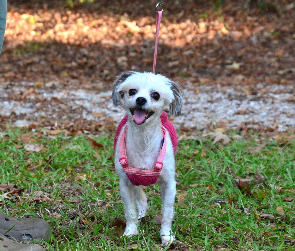 Enlarge Aimee, a Adoptable mixed breed in Willingboro, NJ image 2/6