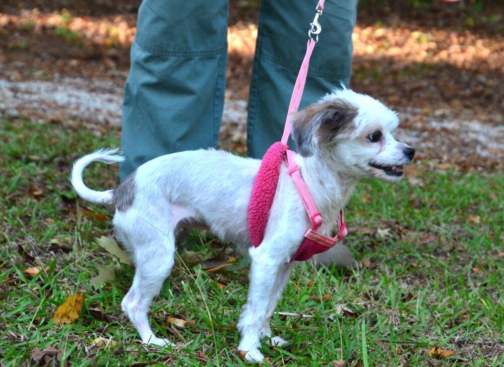 Enlarge Aimee, a Adoptable mixed breed in Willingboro, NJ image 3/6