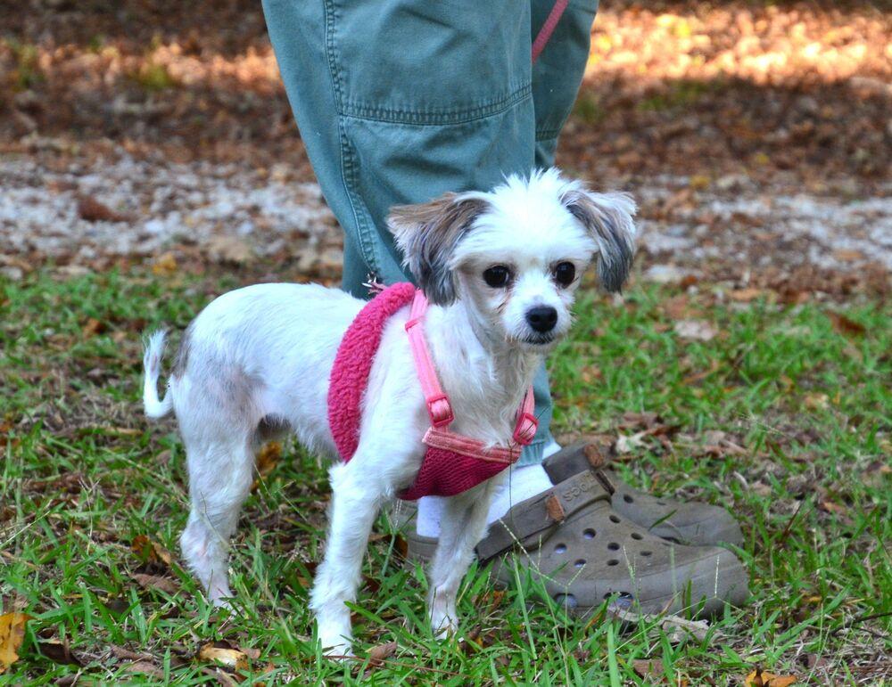 Enlarge Aimee, a Adoptable mixed breed in Willingboro, NJ image 4/6