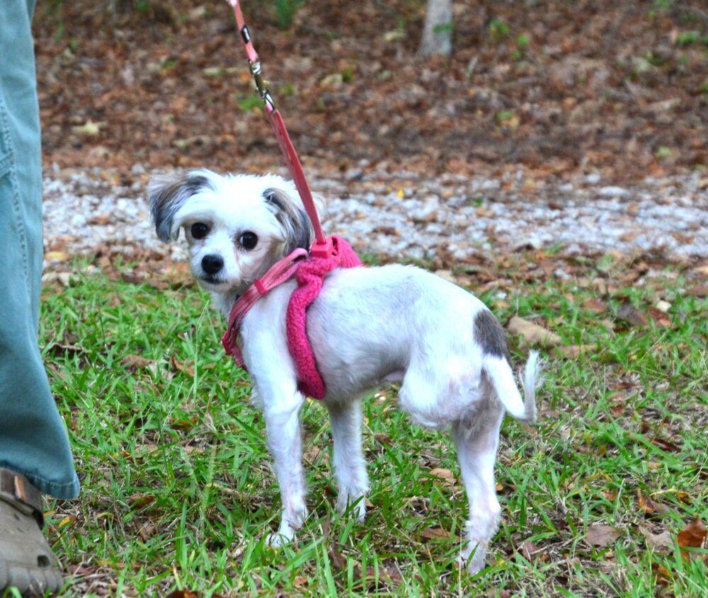 Enlarge Aimee, a Adoptable mixed breed in Willingboro, NJ image 5/6
