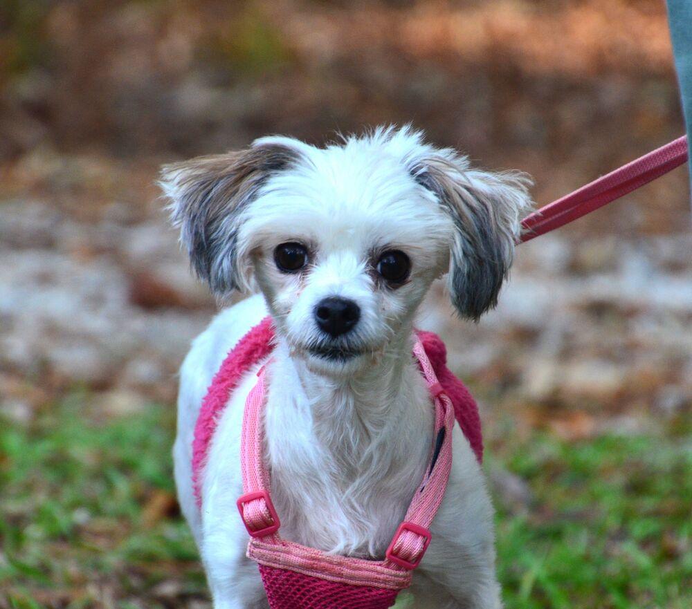 Enlarge Aimee, a Adoptable mixed breed in Willingboro, NJ image 6/6