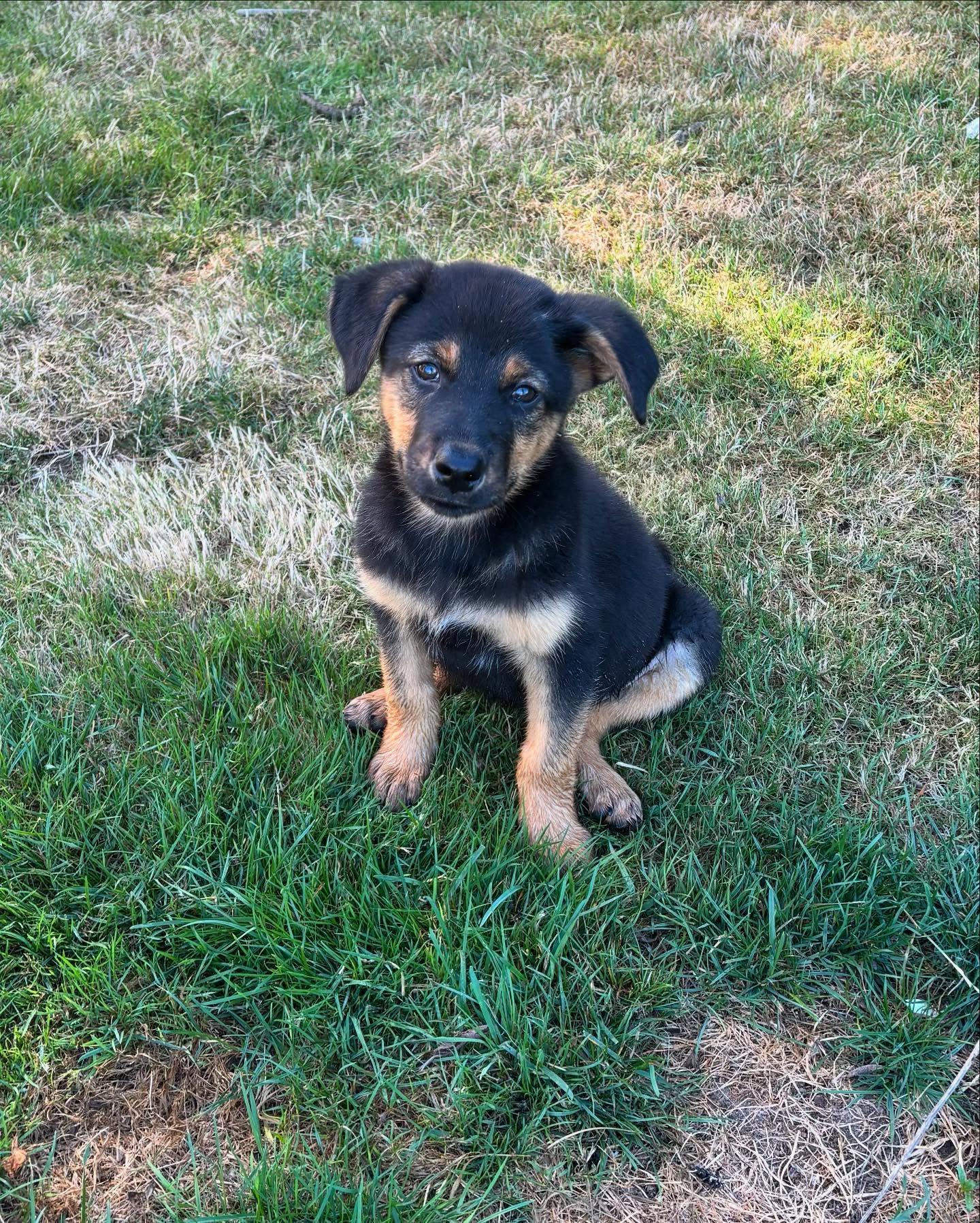 LILLY