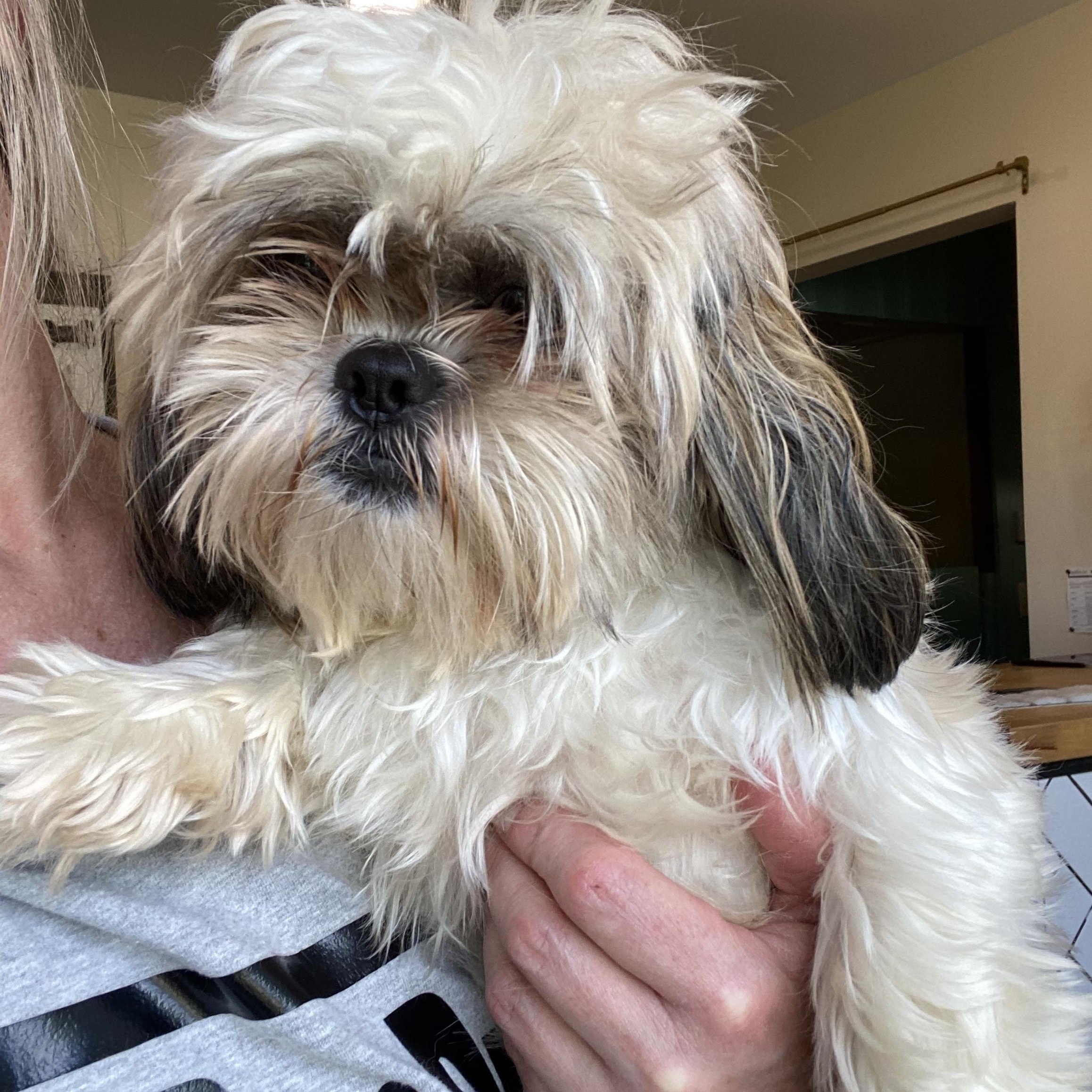 Jazzy, ADOPTABLE, Young Female Shih Tzu.