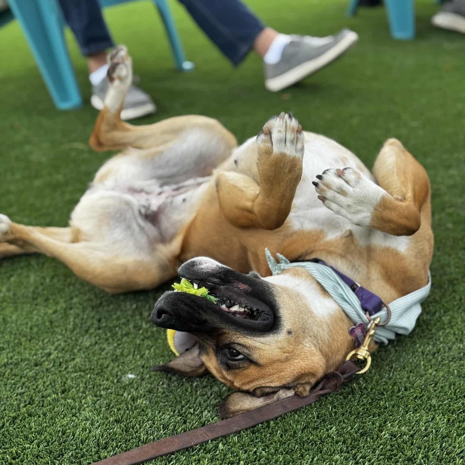 AISHA, Adoptable, Young Female Mixed Breed.