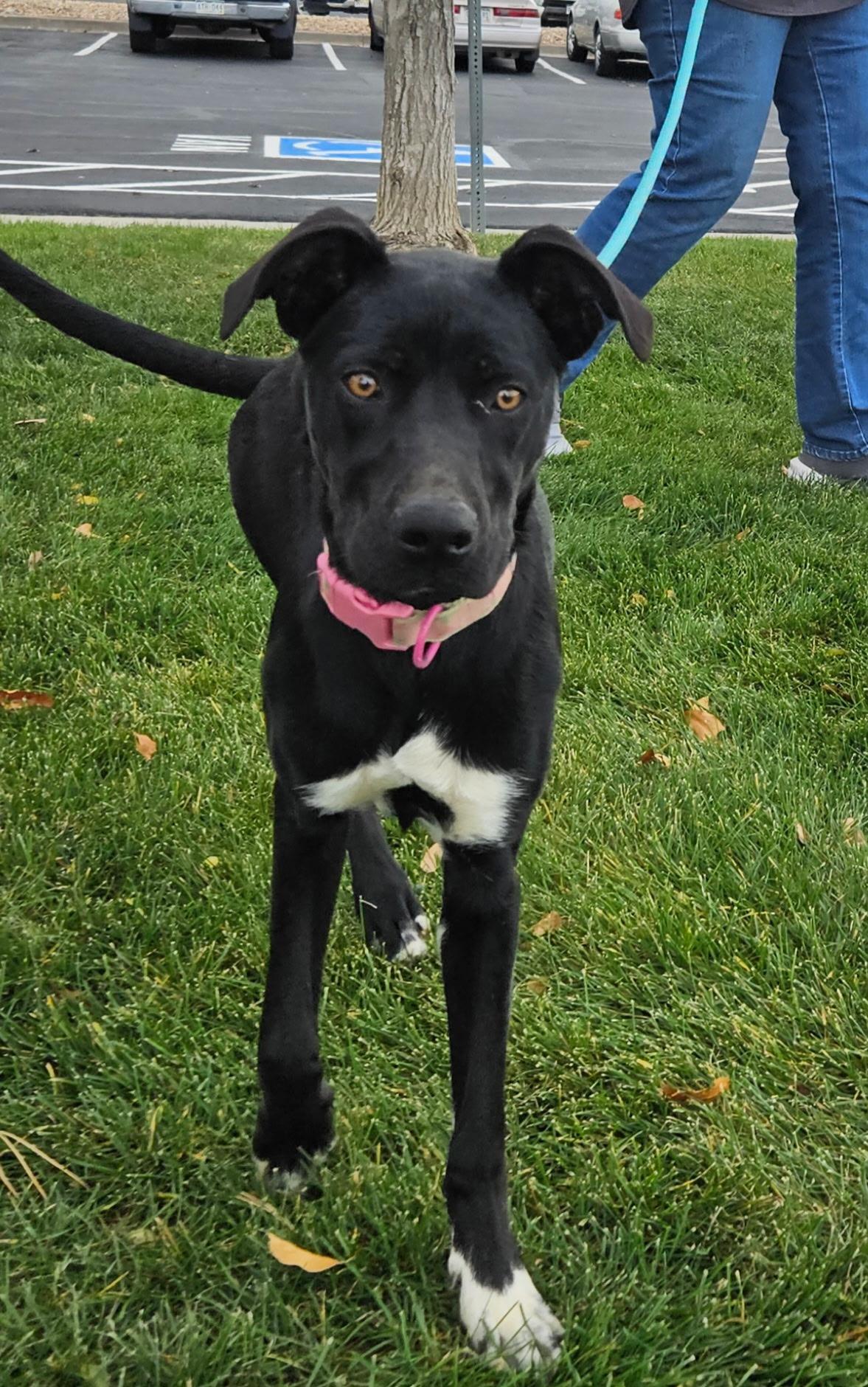 Enlarge Roxy 2, a Adoptable mixed breed in Littleton, CO image 2/5