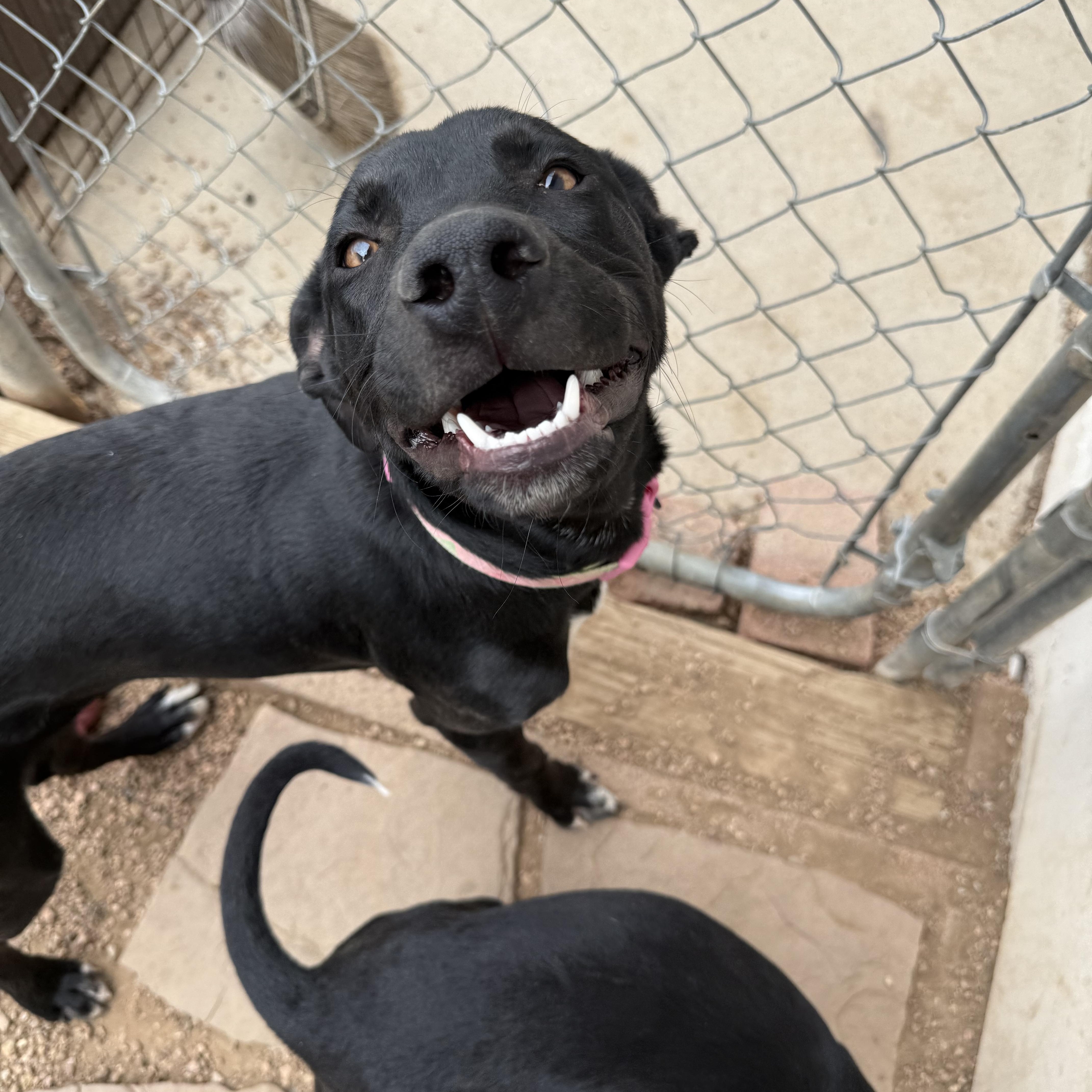 Enlarge Roxy 2, a Adoptable mixed breed in Littleton, CO image 3/5
