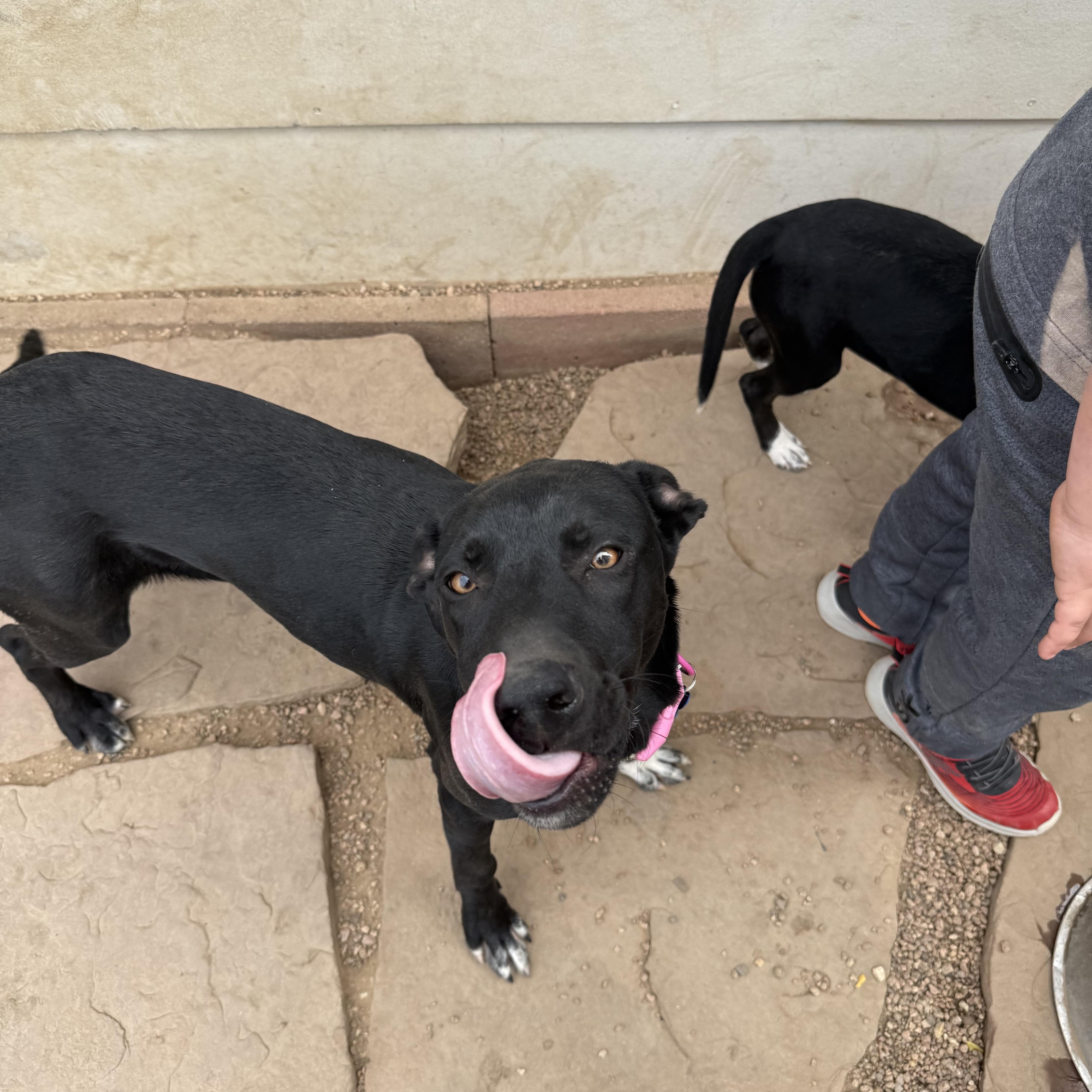 Enlarge Roxy 2, a Adoptable mixed breed in Littleton, CO image 5/5