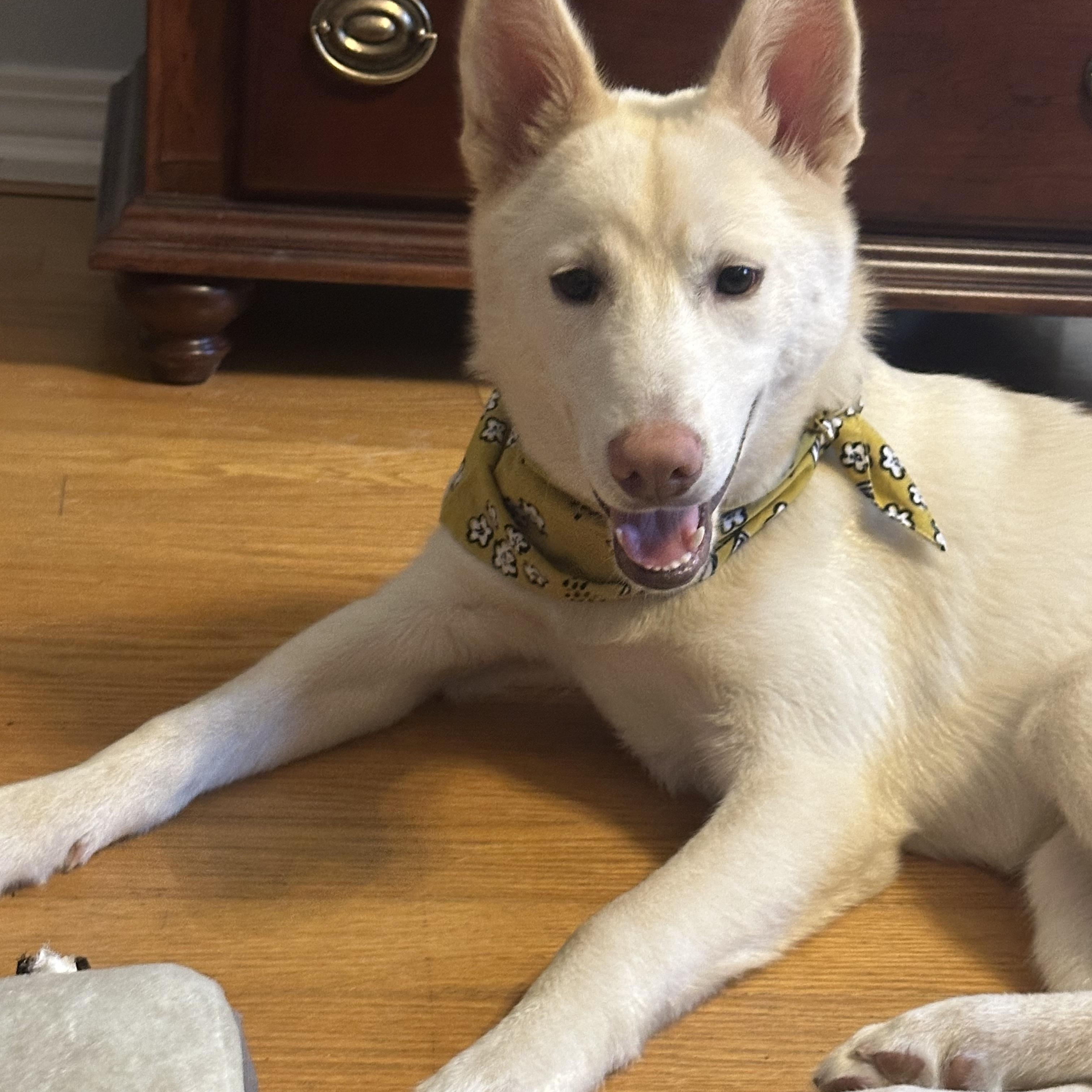 Enlarge Dolly, an adopted mixed breed in New Orleans, LA image 1/6