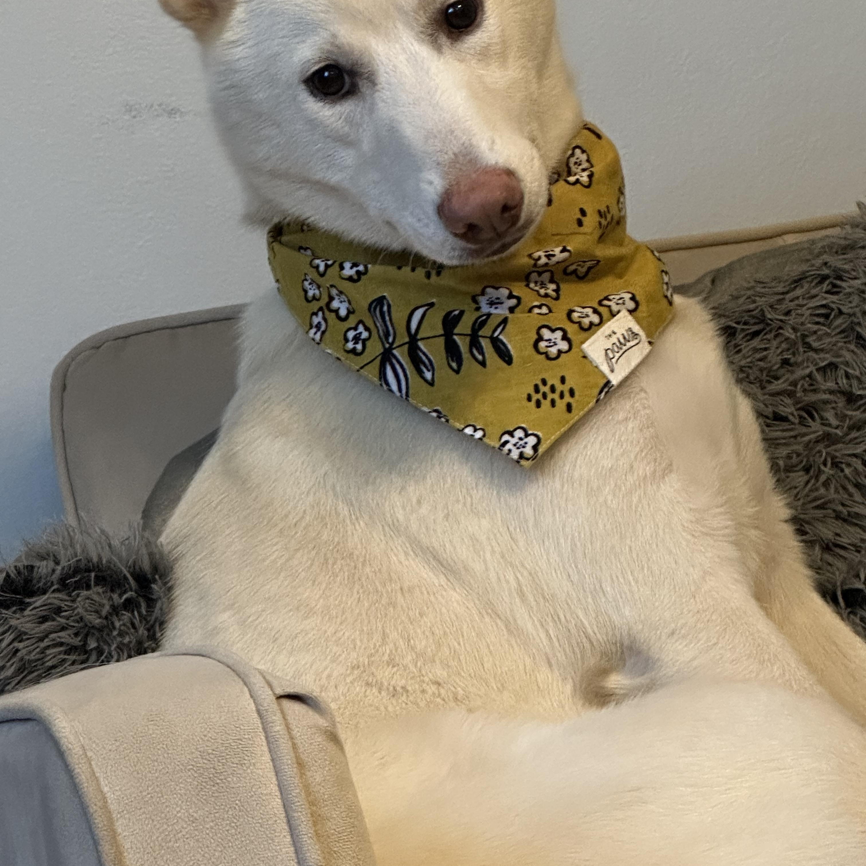 Enlarge Dolly, an adopted mixed breed in New Orleans, LA image 2/6