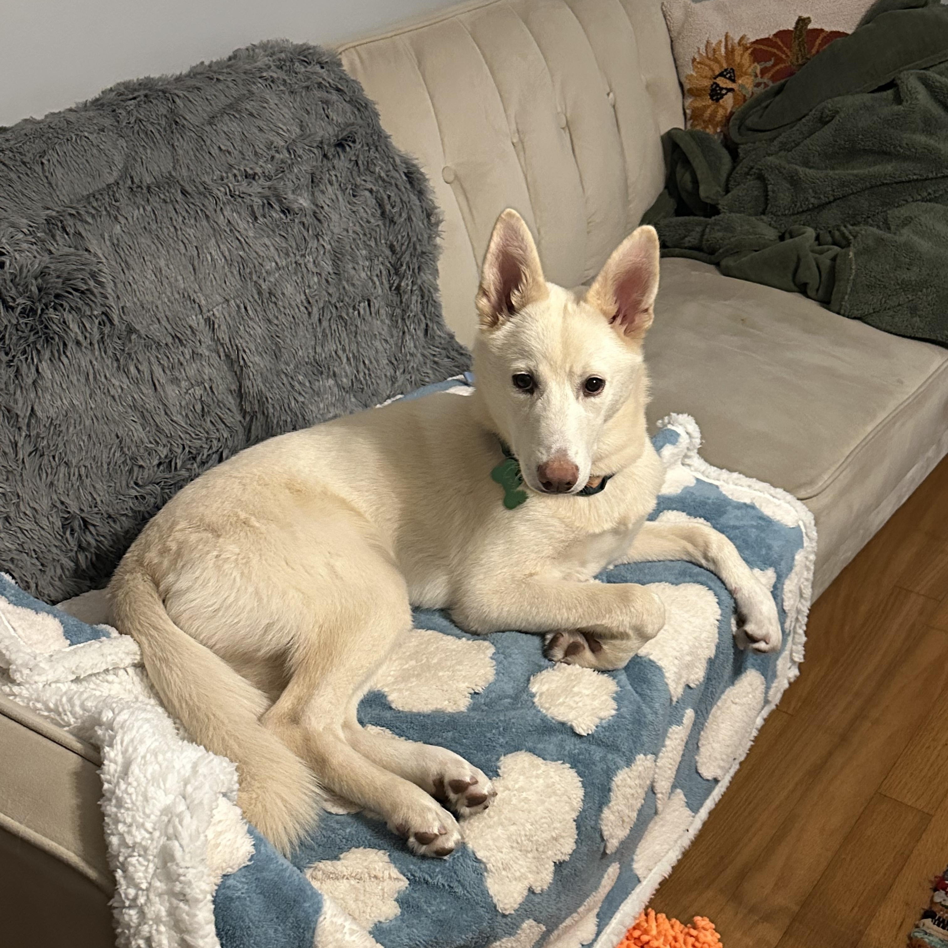 Enlarge Dolly, an adopted mixed breed in New Orleans, LA image 4/6