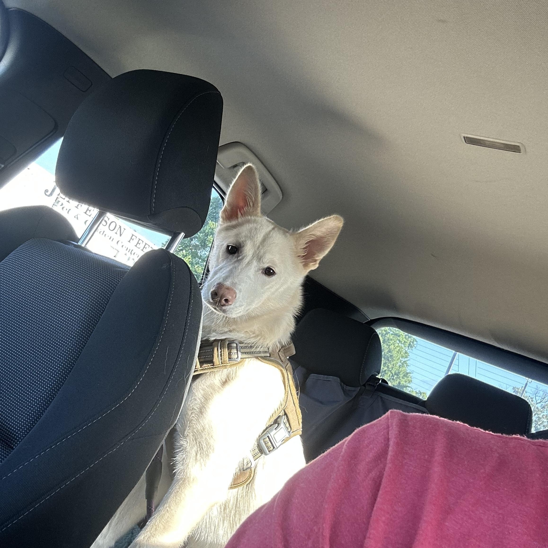 Enlarge Dolly, an adopted mixed breed in New Orleans, LA image 5/6