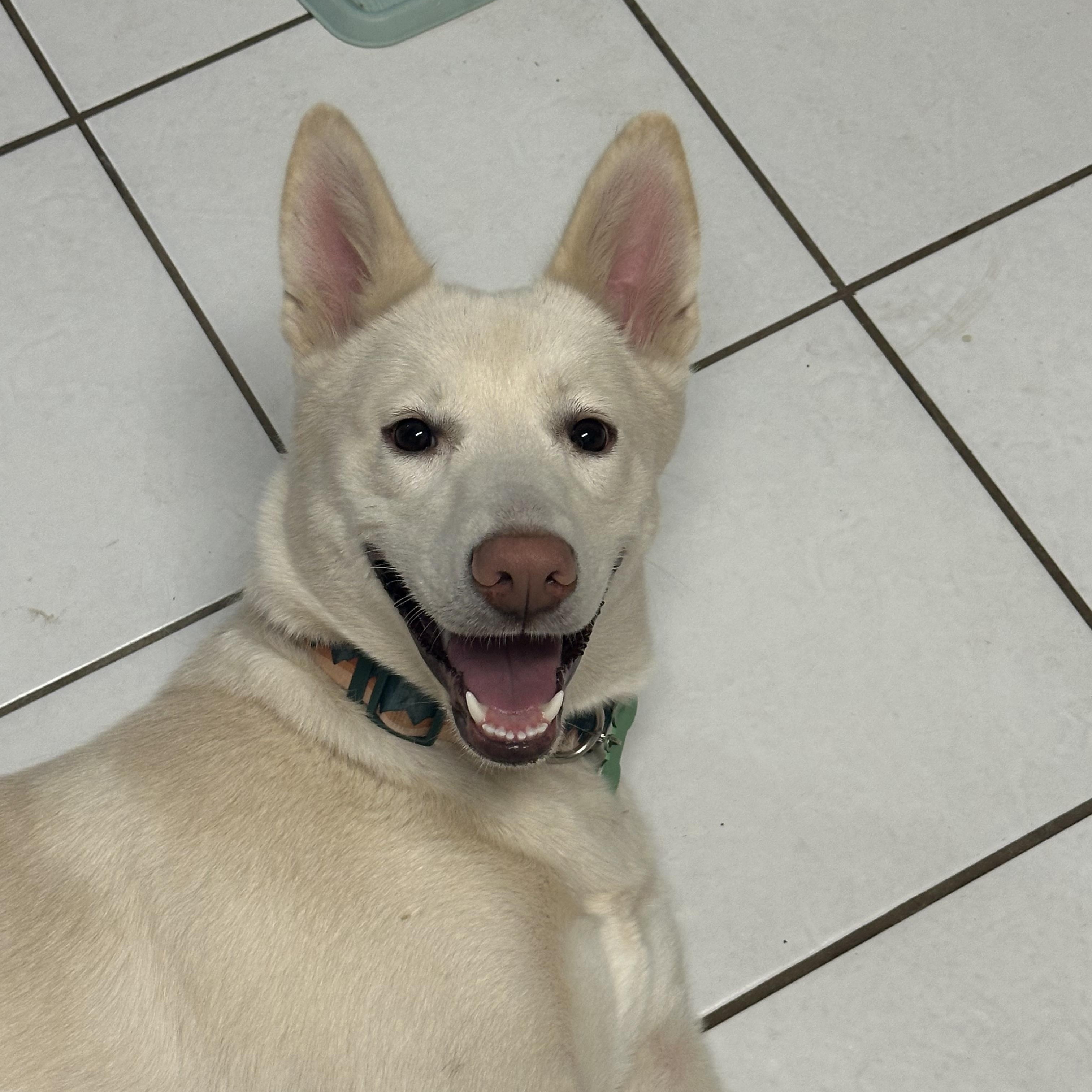 Enlarge Dolly, an adopted mixed breed in New Orleans, LA image 6/6