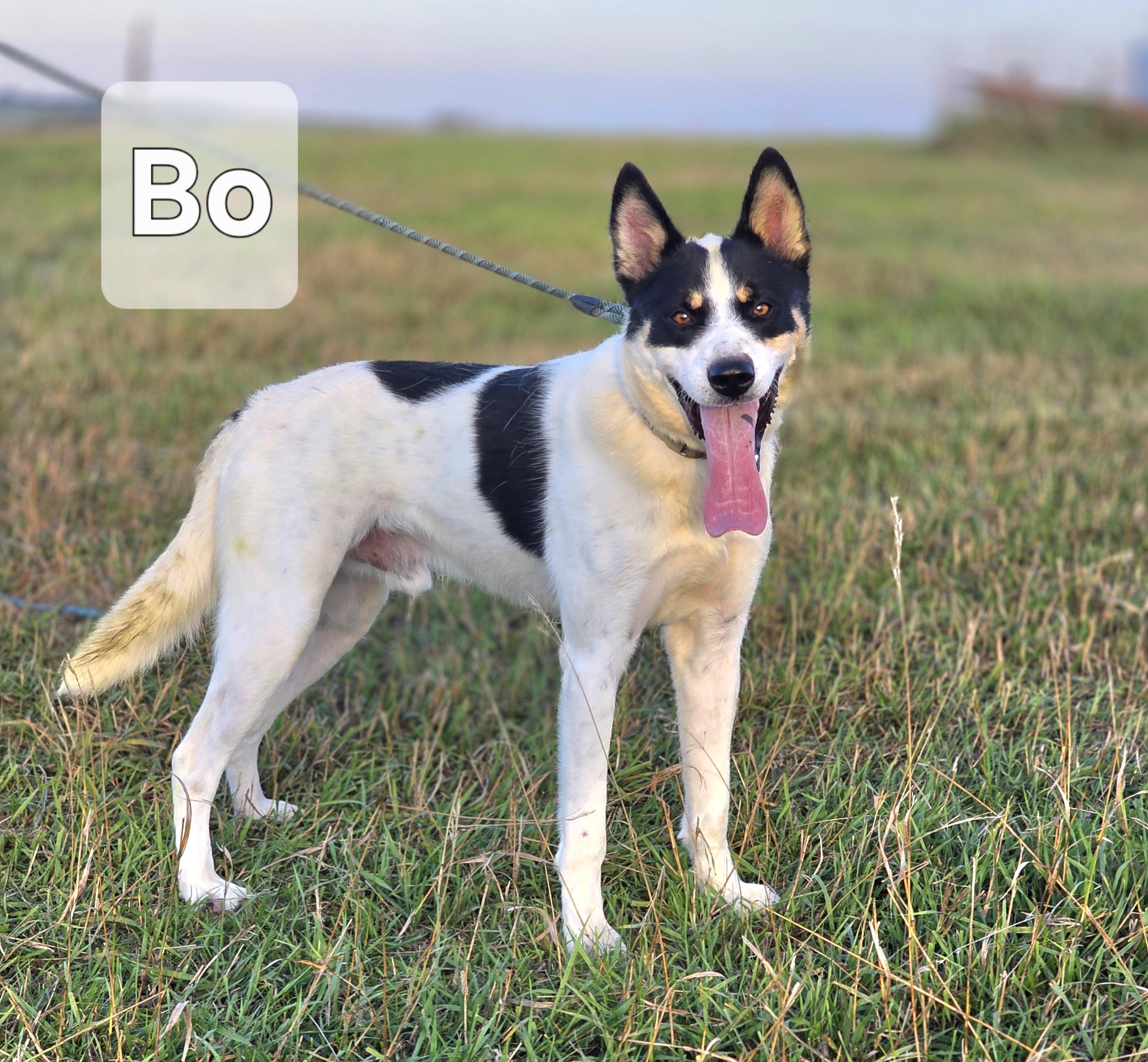 Enlarge Bo, a Adoptable mixed breed in Walthill, NE image 1/2