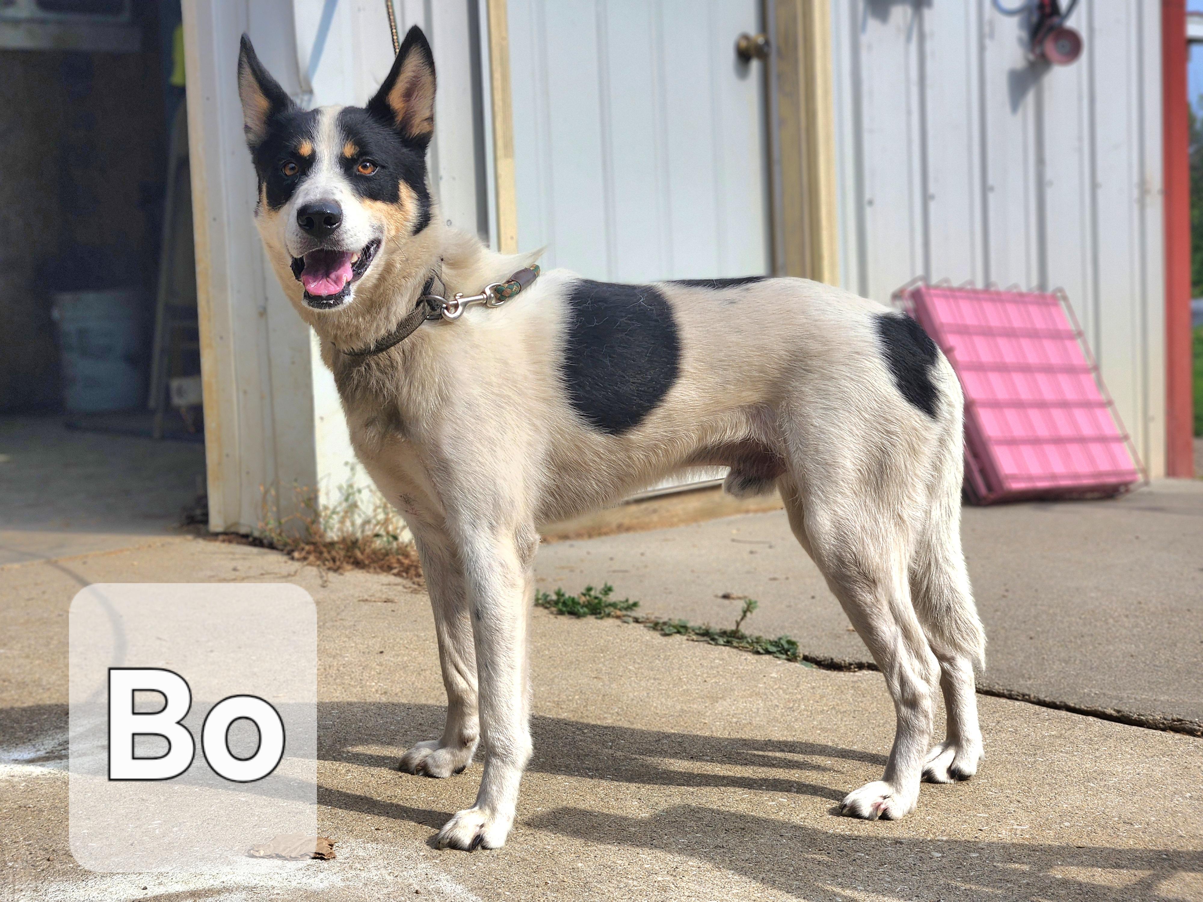 Enlarge Bo, a Adoptable mixed breed in Walthill, NE image 2/2
