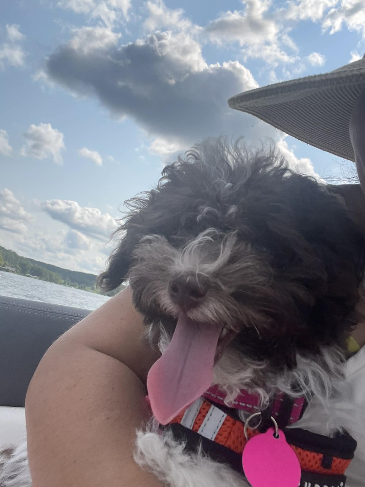 Ava, a Adopted Miniature Poodle in Florissant, MO image 1/6