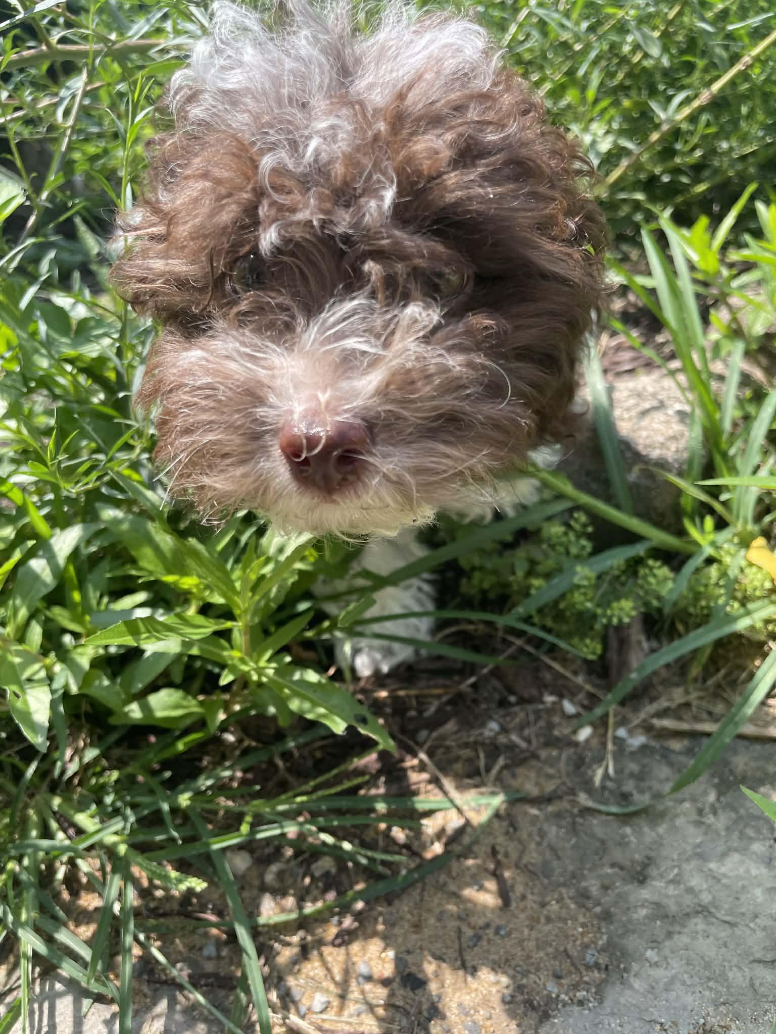Ava, a Adopted Miniature Poodle in Florissant, MO image 2/6