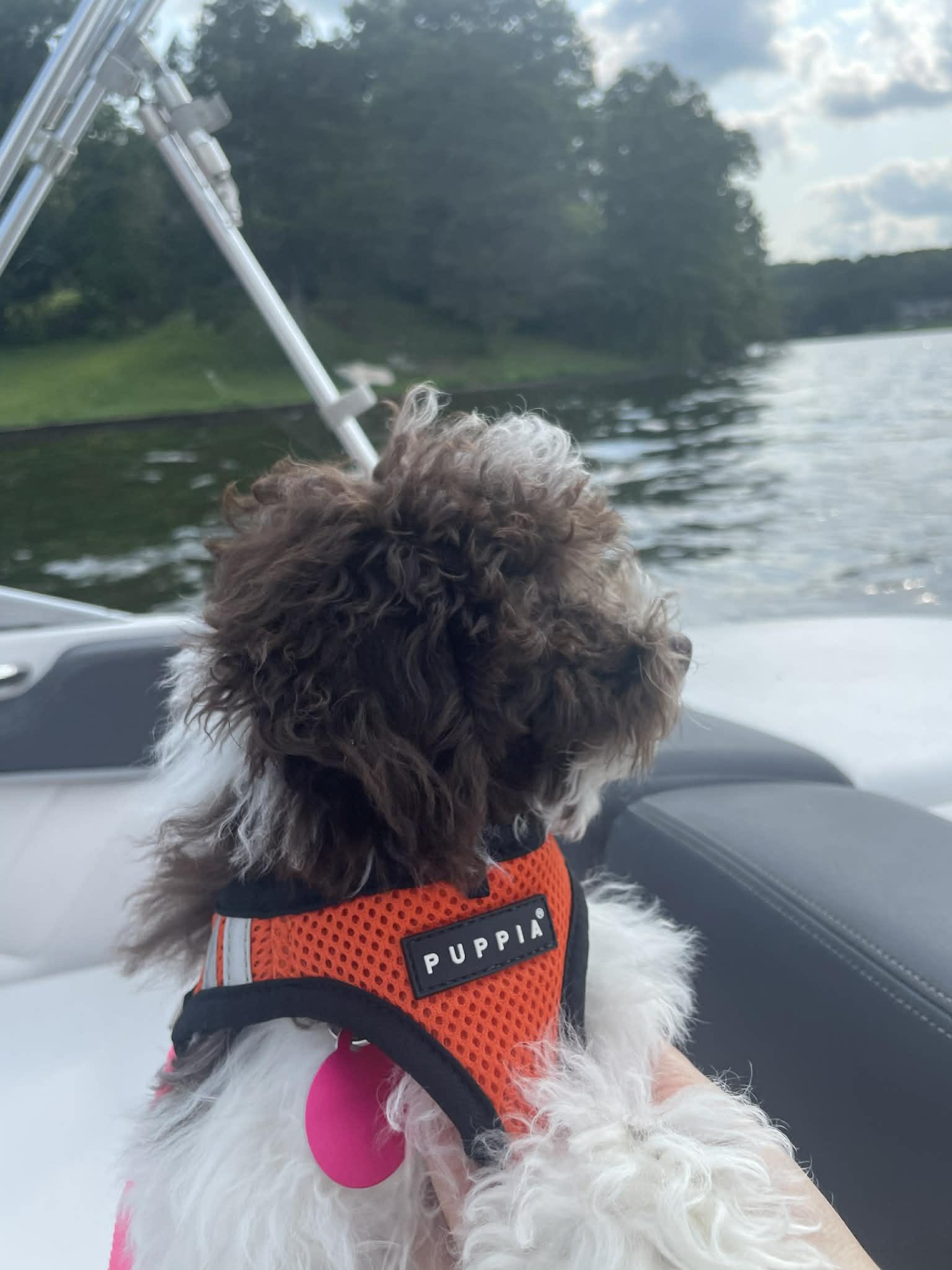 Ava, a Adopted Miniature Poodle in Florissant, MO image 3/6