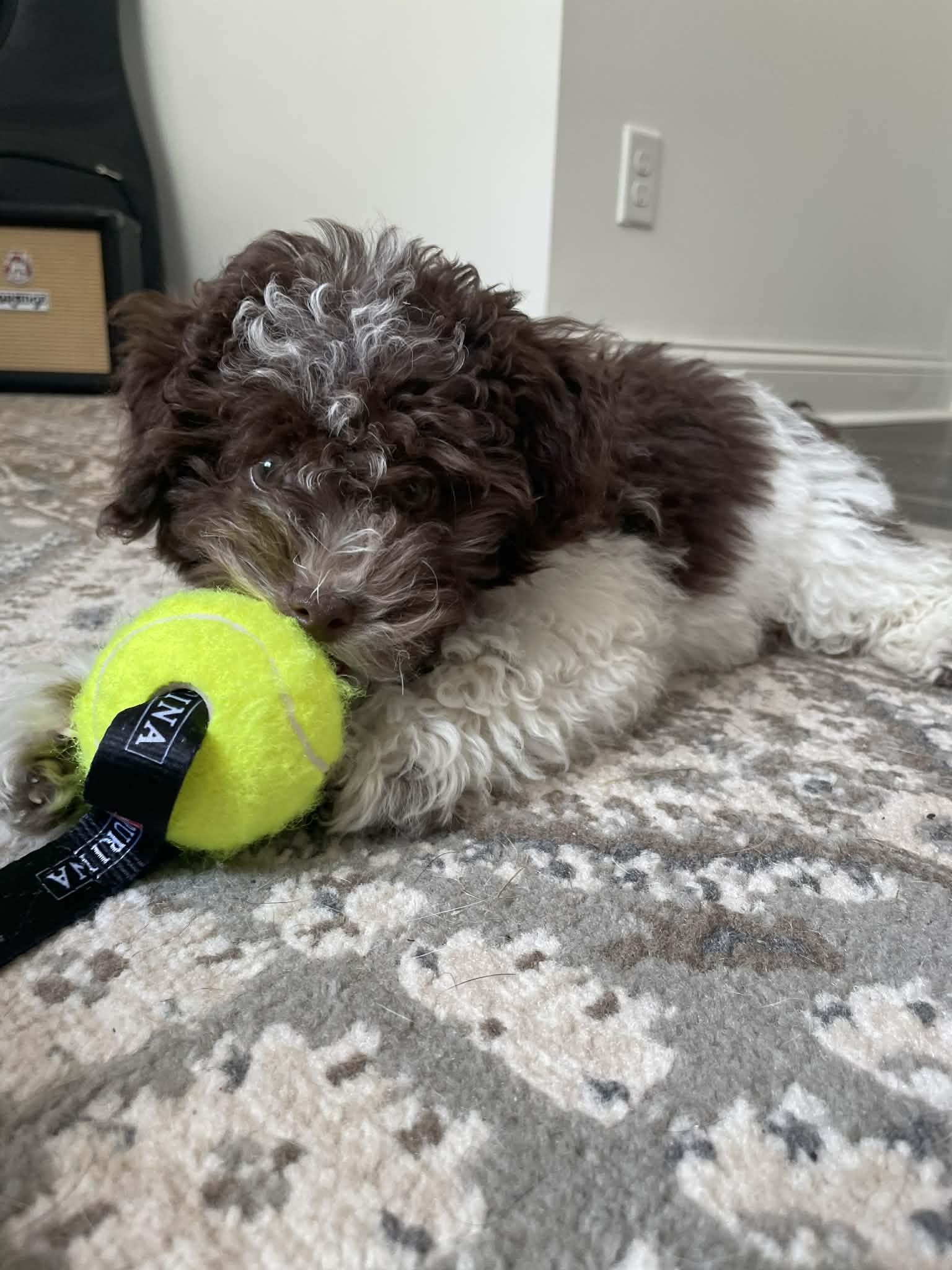 Ava, a Adopted Miniature Poodle in Florissant, MO image 4/6