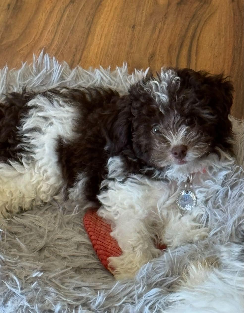 Ava, a Adopted Miniature Poodle in Florissant, MO image 5/6