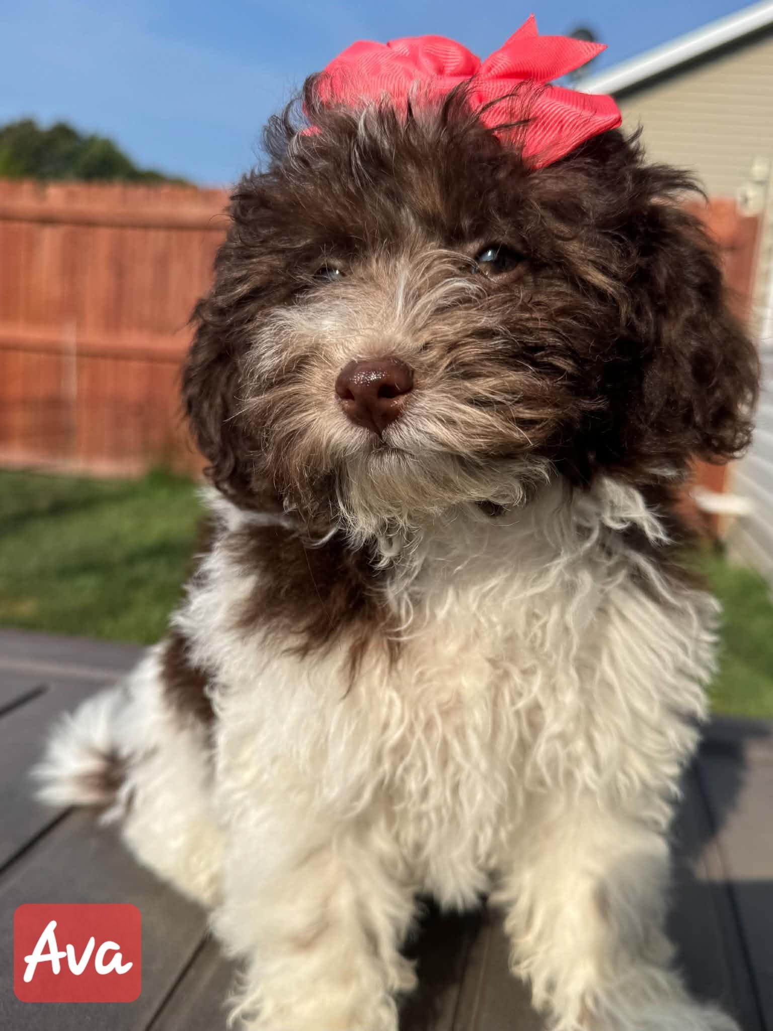 Ava, a Adopted Miniature Poodle in Florissant, MO image 6/6