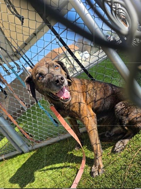 OTIS, Adoptable, Senior Male Pit Bull Terrier & Mixed Breed.