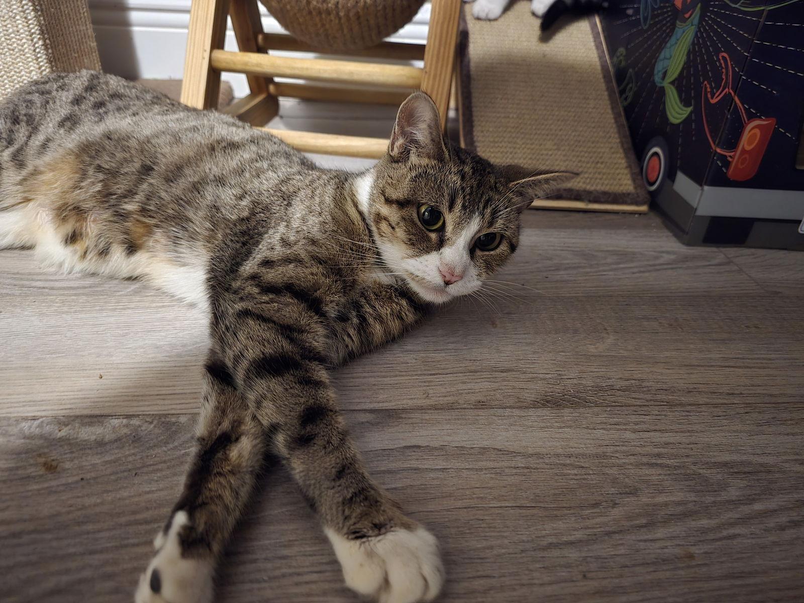 Enlarge KJ, a Adoptable Domestic Short Hair in Satellite Beach, FL image 1/2