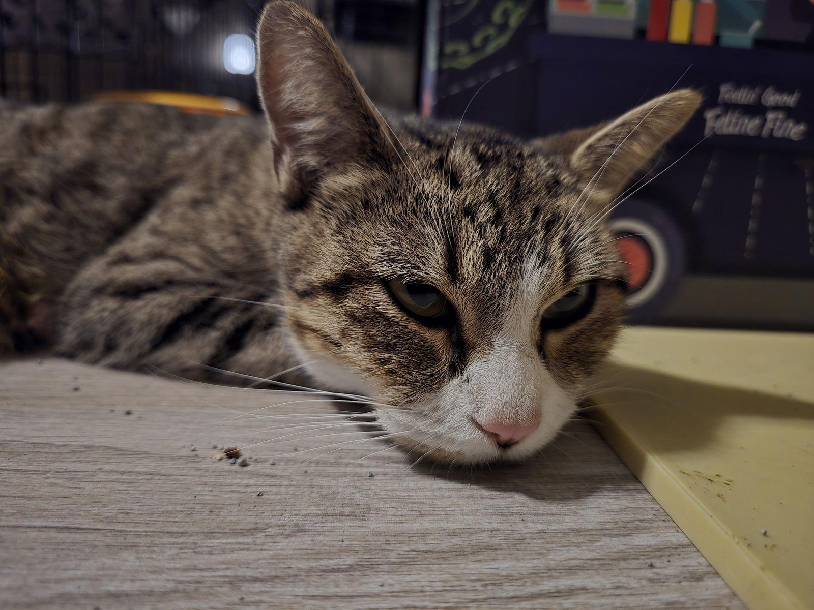 Enlarge KJ, a Adoptable Domestic Short Hair in Satellite Beach, FL image 2/2