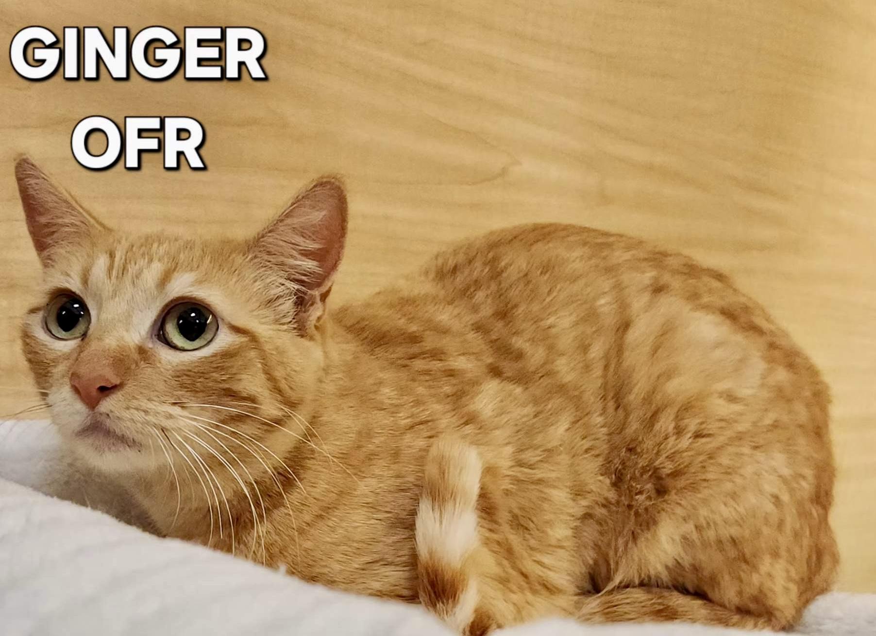 Ginger, ADOPTABLE, Young Female Domestic Short Hair.