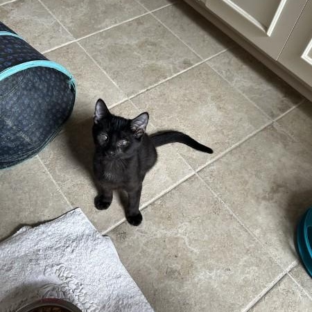 Toby, ADOPTABLE, Kitten Male Domestic Short Hair.