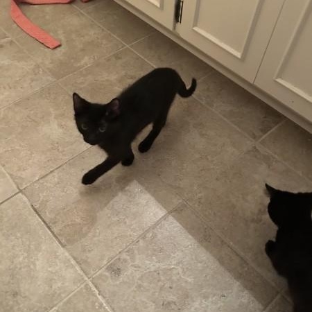 Toby, a ADOPTABLE Domestic Short Hair in Wilmington, NC image 2/3