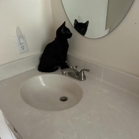 Toby, a ADOPTABLE Domestic Short Hair in Wilmington, NC image 3/3