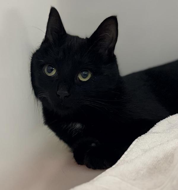 Onyx, Adoptable, Adult Female Domestic Medium Hair.