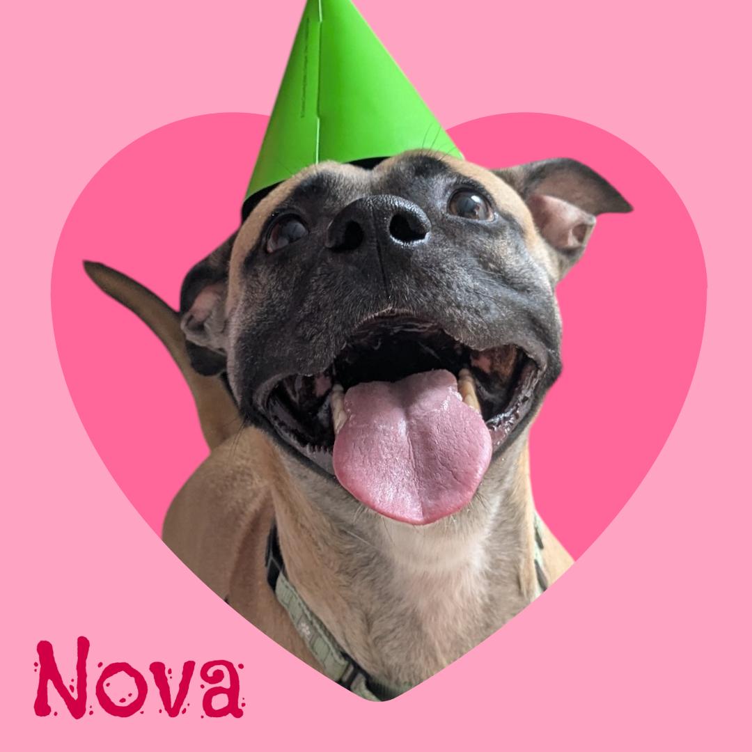 Enlarge Nova - Meet by Appointment, an adoptable mixed breed in Manchester, NH image 1/1
