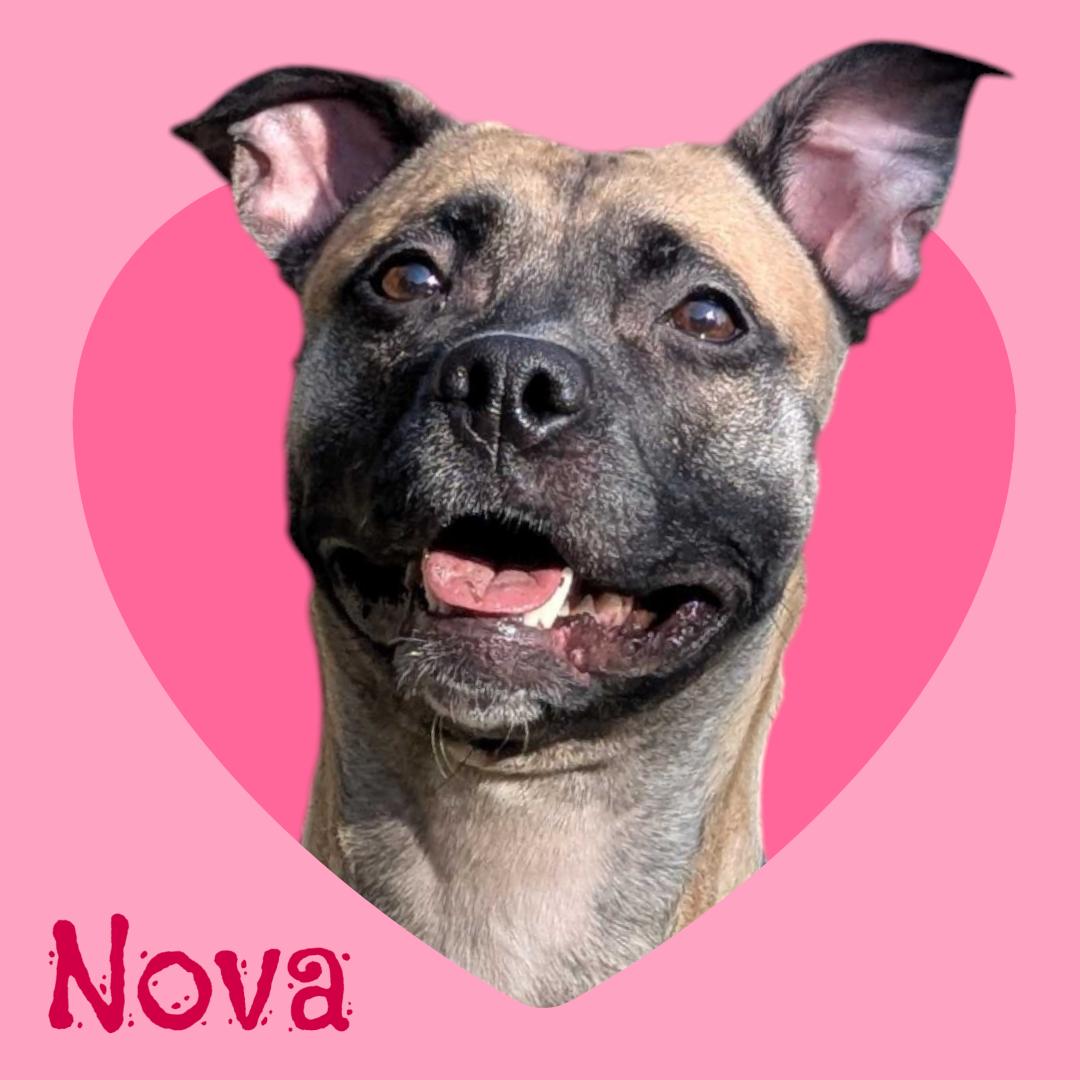 Nova - In Foster, ADOPTABLE, Adult Female Mixed Breed.