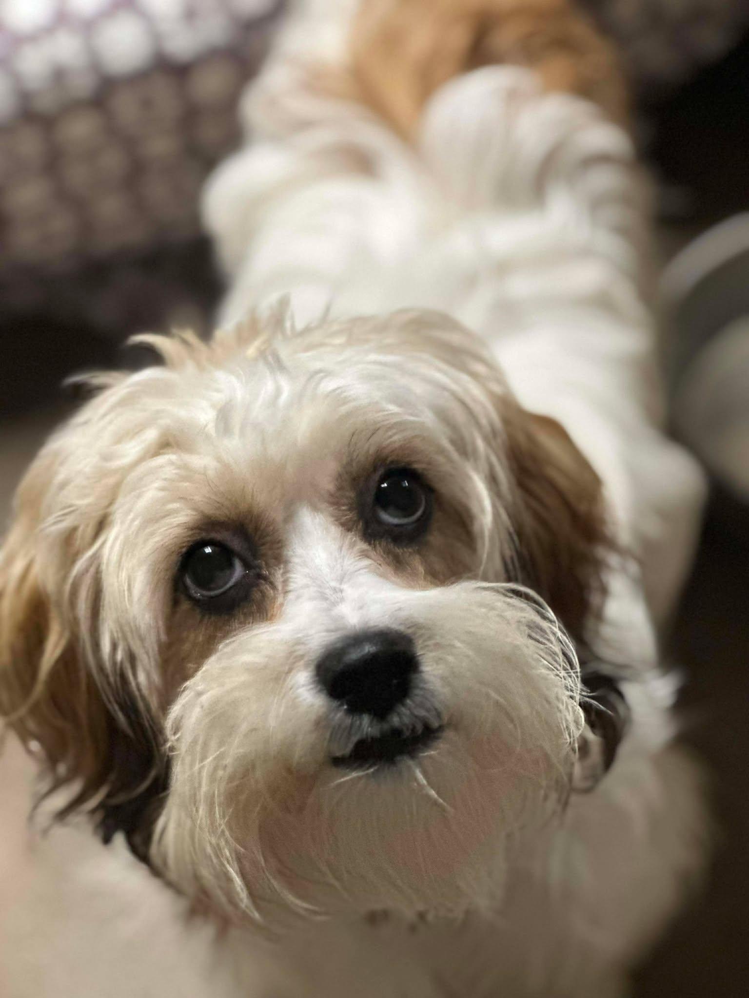 Enlarge Phoenix, an adopted Lhasa Apso in Phoenix, AZ image 1/4