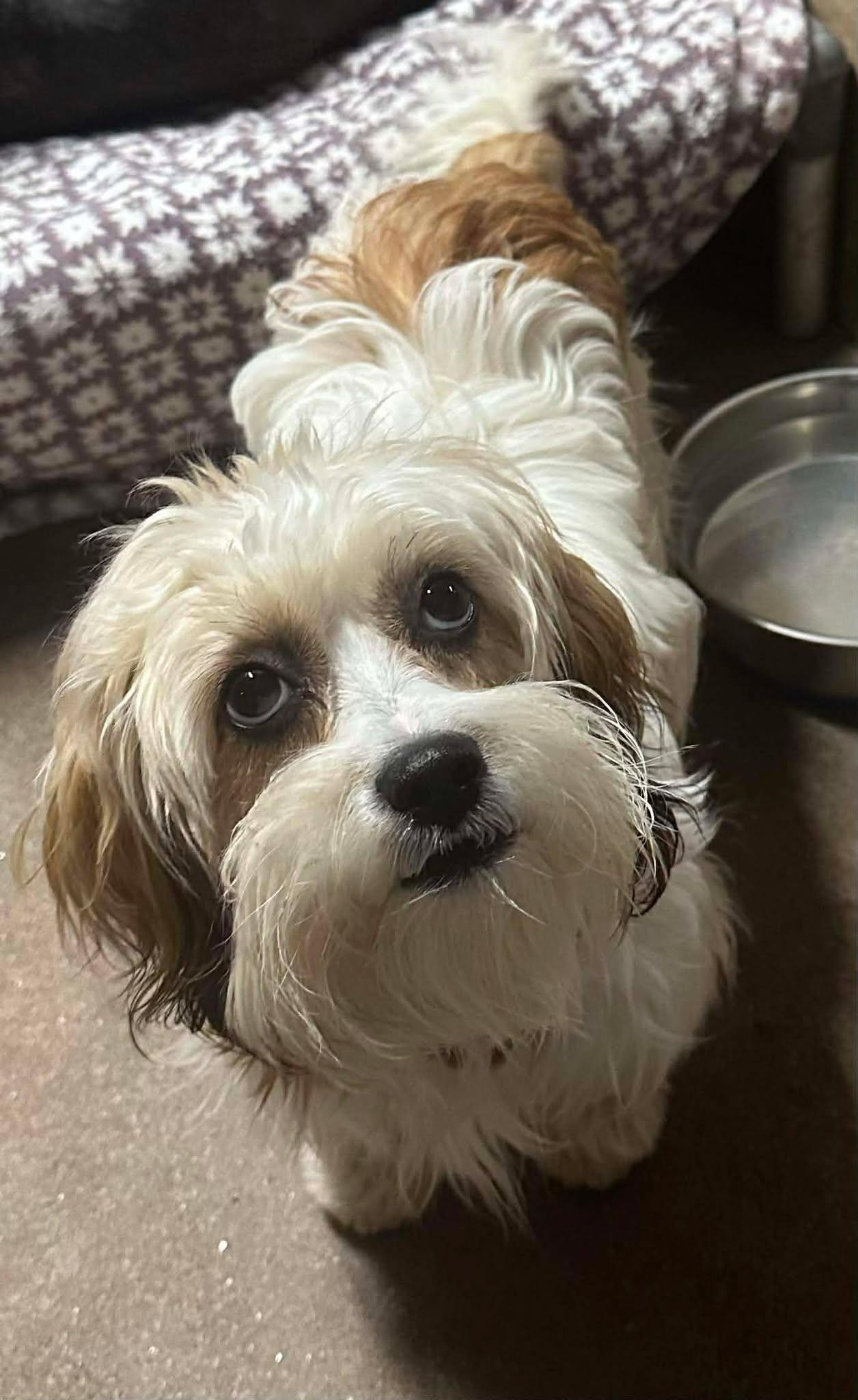Enlarge Phoenix, an adopted Lhasa Apso in Phoenix, AZ image 2/4
