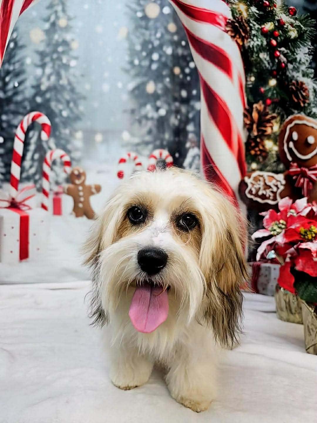 Enlarge Phoenix, an adopted Lhasa Apso in Phoenix, AZ image 3/4