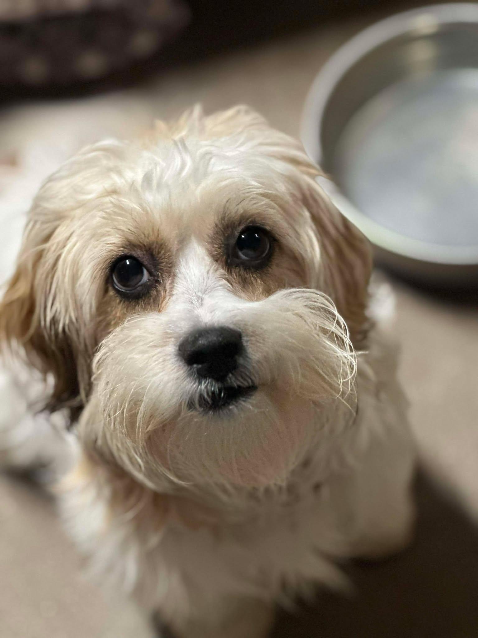 Enlarge Phoenix, an adopted Lhasa Apso in Phoenix, AZ image 4/4