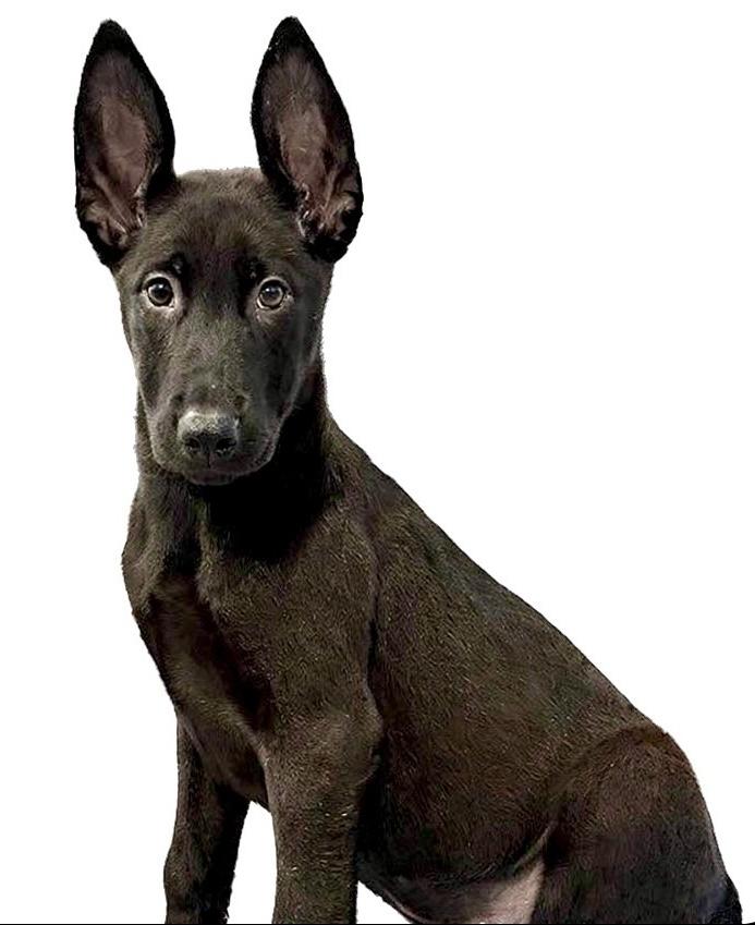 Enlarge Shadow, a ADOPTABLE mixed breed in Yuba City, CA image 1/1