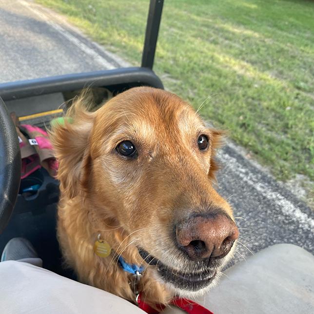 Enlarge Cooper (25-244), a Adoptable Golden Retriever in Minnetonka, MN image 4/4