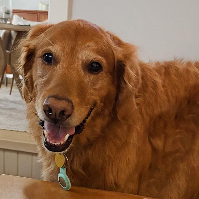 Cooper (25-244), Adoptable, Senior Male Golden Retriever.