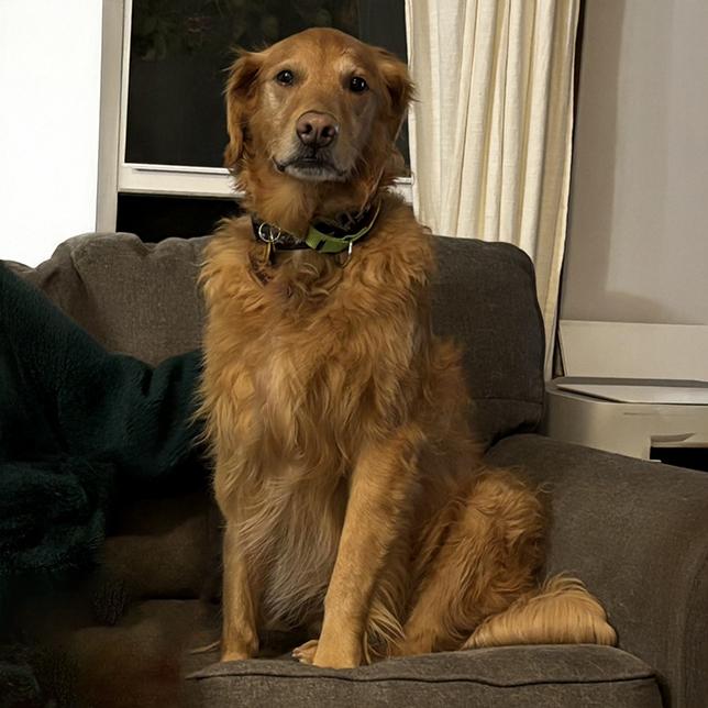 Enlarge Cooper (25-244), a Adoptable Golden Retriever in Minnetonka, MN image 2/4