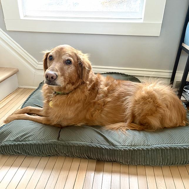 Enlarge Cooper (25-244), a Adoptable Golden Retriever in Minnetonka, MN image 3/4
